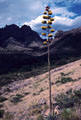 Agave or Century Plant, located in the western foothills of the Organ Mountains, off the access road to Dripping Springs.