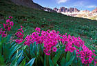 An atttractive grouping of Parry's Primrose in American Basin.