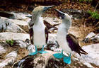 A pair of Blue Footed Gannets (Sula nebouxii), or 'Piqueros de Patas Azules', begin their mating ritual. - Hood Island, Islas Galpagos, Ecuador