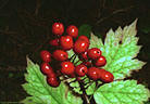 Red Baneberries from the rail to Rockbound Lake, Banff National Park.