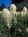 Beargrass Study3