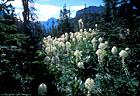 Beargrass Study 4 