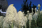 Beargrass Study 6