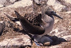 A Blue Footed Gannet shades her chick, Isla Hood, Islas Gal�pagos, Ecuador