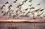 Sunrise flight of Snow Geese at the Flight Deck, Bosque del Apache Wildlife Refuge.