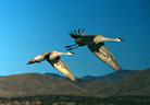 Sandhill Cranes in flight assume an unconscious choreography.