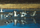 Sandhill Cranes take to the air, reflected in a quiet pond.
