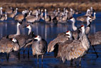 In early morning, a group of Sandhill Cranes stand in a nearly frozen pond..
