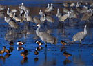 Early morning scene with Sandhill Cranes and Shoveler  Ducks.