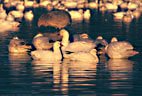 Snow Geese in early morning light at the Crane Ponds.