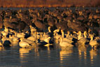 Early morning light , Snow Geese and cranes in northern Bosque del Apache.. 