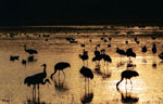 Sandhill Cranes in silhouette at the final light of evening.