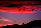 A spectacular sunset and silhouetted Snow Geese in northern Bosque del Apache.