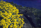 Brittlebush in flower among the lava flows on Ajo Drive.