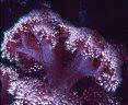 Soft blue-purple Soft Coral with maroon spicules at Astrolabe Reef, Kadavu, Fiji.