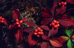 Bunchberries in fall colors off the Lakeside Trail at Emerald Lake, Yoho National Park, British Colombia.