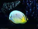 Chevroned Butterflyfish  (Chaetodon trifasciatus), Mana, Fiji