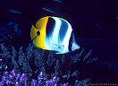 Pig-faced Butterfly Fish over Finger Coral, Kadavu, Fiji