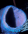 A deep-water Iridescent Glassy Sponge provides refuge to a small resident Goby - North Wall. Grand Cayman Island