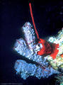 Pale purple Spicule Sponge covered with Brittlestars. At the base is a a Red Rope Sponge and a Red Cup Sponge - Jackson Bay, Little Cayman Island