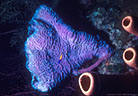 Iridescent Purple Glassy Sponge and brown Sponges - Morat Island, Bay Islands, Honduras