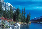 A stand of spruce beside the Northern Saskatchewan River, Banff National Park, Alberta, Canada.