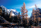 Alpine larches in late Autumn Colors, with Mount Hungabee in the background.  Opabin Plateau, Yoho National Park