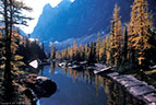 Fall larches reflected in a quiet pool, Opabin Plateau, Yoho National Park.