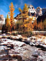 Ice, larches and Mount Huber, Opabin Plateau, Yoho National Park.