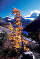 Alpine Larch in Autumn color on Nub Ridge in Mount Assiniboine Provincial Park, British Colombia, Canada