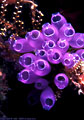 Bluebell Tunicates on a Finger Sponge, with hydroids - Hog Islands, (Cayos Cochinos), Honduras 