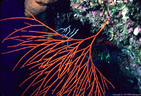 Large colony of Orange Thread Gorgonian, North Wall, Grand Cayman, Island, BWI