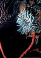 Pale greenish Anemone and brick red Finger Sponges, canyon wall, West Bay, Grand Cayman Island, BWI