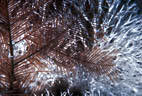 Large colony of Sea Frost on Black Coral, Jackson Bay, Little Cayman Island, BWI