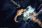 Orange Sponge and White Sea Frost on Black Coral,  Little Cayman Island, BWI