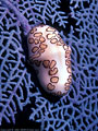 A Flamingo Tongue grazes on A Purple Sea Fan, North wall, Grand Cayman Island, BWI