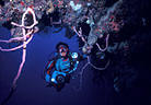 Scuba Diver beneath a deep overhang, with Finger Sponges, Half Moon Bay, Roatan