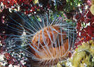 Very large and old Lima Clam, with faded mantle, Little Cayman Island, BWI