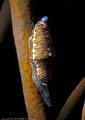 A Fingerprint Shell, a fortunate find in the Bloody Bay shallows, Little Cayman Island, BWI