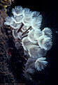 Caribbean Underwater Gallery IV - Caribbean marine invertebrates