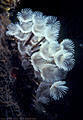 A Large group of unusual white Social Feather Duster Worms, Hog Islands, (Cayos Cochinos), Honduras