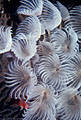 Detail of a colony of nearly white Social Feather Duster Worms, Hog Islands, (Cayos Cochinos), Honduras