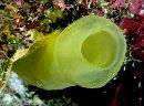Large, solitary Tunicate Ascidia sydneiensis, found a crevice off the North Wall, Grand Cayman Island