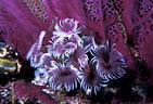 Purple Social Feather Duster Worms at the base of a matching Sea Fan, Little Cayman Island, BWI