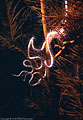 Brittle Star on a branch of a deep-water Black Coral Tree, Jackson Bay, Little Cayman Island