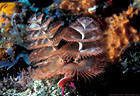 Christmas Tree Worm with Orange Sponges and Green Algae, Shipwreck Balboa, Grand Cayman, BWI