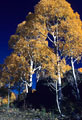 A handsome clump of aspens off the access road to East Dallas Creek.