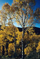 Aspens side lit by a late sun, off the road to East Dallas Creek.