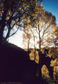 Aspens in backlight, off the access to East Dallas Creek.