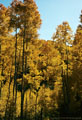 Bright colored aspens, tinged with red, off the  Last Dollar Road.